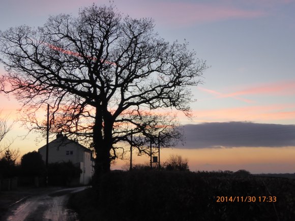 Dusky pink sunset behind a bare oak tree, Haymoor Lane