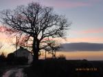 Image: Dusky pink sunset behind a bare oak tree, Haymoor Lane