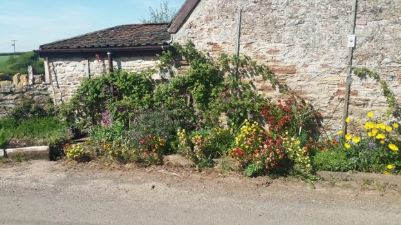 Cottage garden section by an old wall in the West Ward