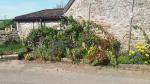 Image: Cottage garden section by an old wall in the West Ward