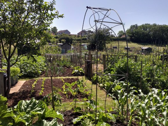 A view across the parish allotments.