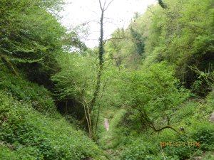 a path through woodland with steep banks of trees