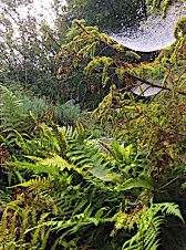 a close of of undergrowth of ferns and foliage with two laden cobwebs of dew