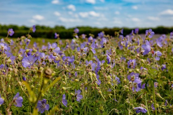 A view across a field of deep blue Meadow Crane's Bill