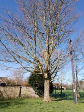 Large sycamore on one of the plots at Bowring Close.